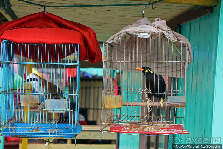 Рыба-колбаса, креветки-богомолы...в плавучей деревне рыбаков