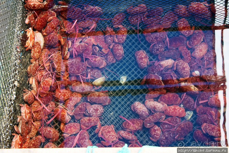 Рыба-колбаса, креветки-богомолы...в плавучей деревне рыбаков