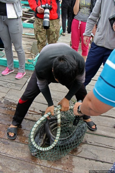 Рыба-колбаса, креветки-богомолы...в плавучей деревне рыбаков