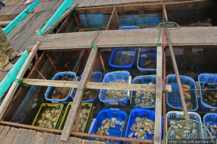 Рыба-колбаса, креветки-богомолы...в плавучей деревне рыбаков