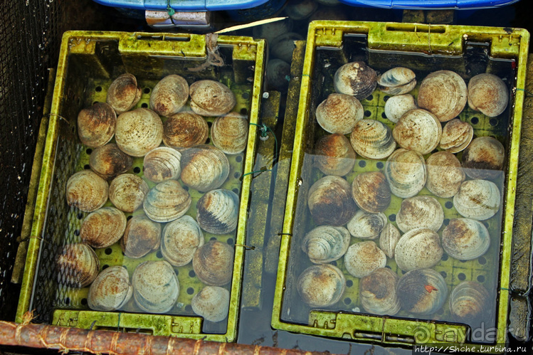 Рыба-колбаса, креветки-богомолы...в плавучей деревне рыбаков