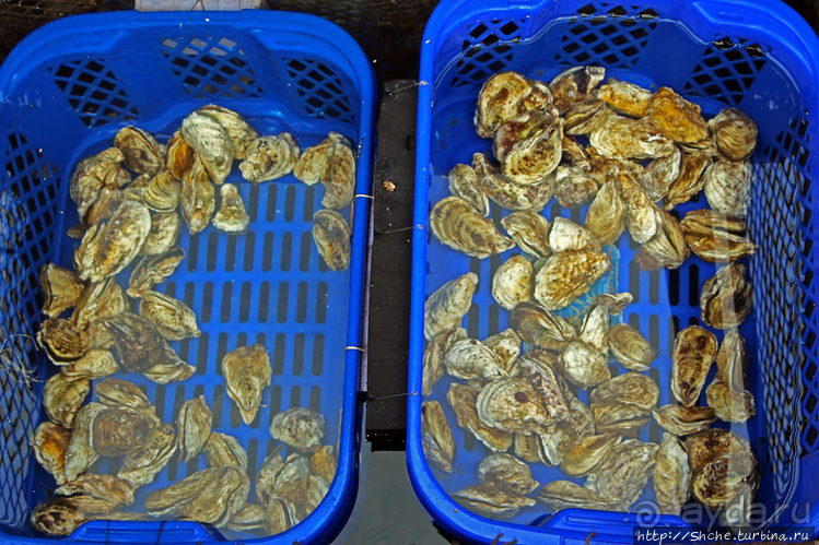 Рыба-колбаса, креветки-богомолы...в плавучей деревне рыбаков