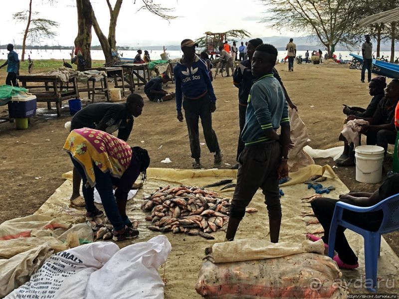 Марабу и рыбаки