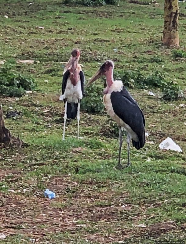 Марабу и рыбаки