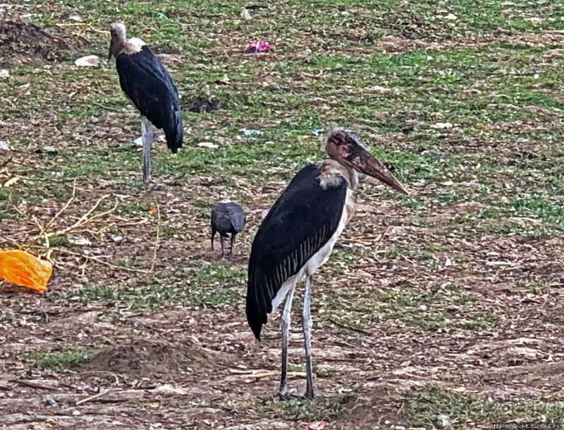 Марабу и рыбаки