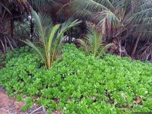 Типа пляжный отдых в Пуэрто-Рико — 1,5 купаний за неделю