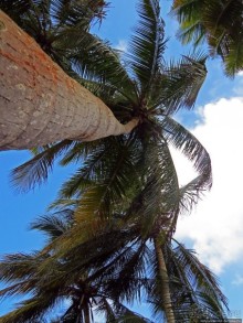 Типа пляжный отдых в Пуэрто-Рико — 1,5 купаний за неделю