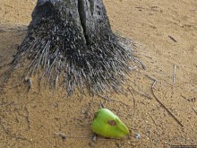 Типа пляжный отдых в Пуэрто-Рико — 1,5 купаний за неделю