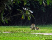 Типа пляжный отдых в Пуэрто-Рико — 1,5 купаний за неделю