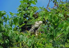 Типа пляжный отдых в Пуэрто-Рико — 1,5 купаний за неделю