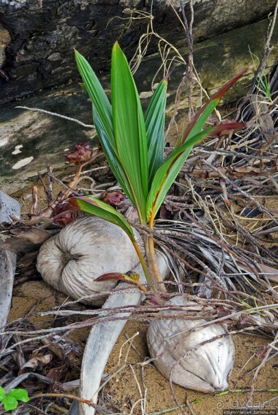 Типа пляжный отдых в Пуэрто-Рико — 1,5 купаний за неделю