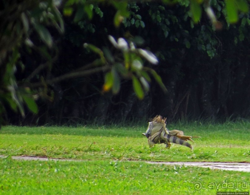 Типа пляжный отдых в Пуэрто-Рико — 1,5 купаний за неделю