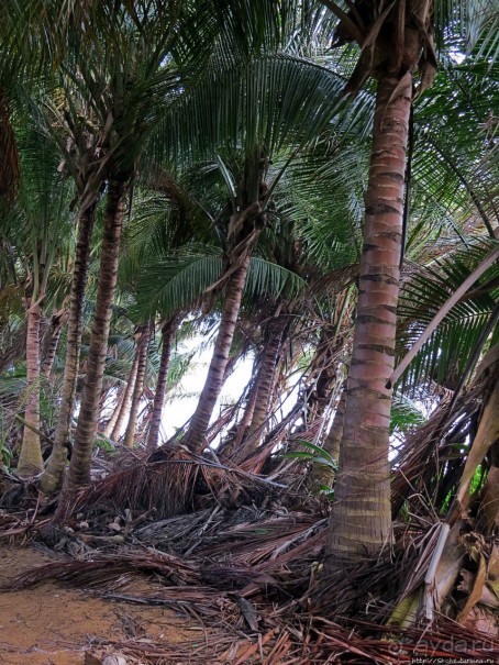 Альбом отзыва "Типа пляжный отдых в Пуэрто-Рико — 1,5 купаний за неделю"