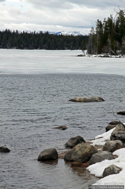 Jenny Lake в мае - лед и лоси на берегу