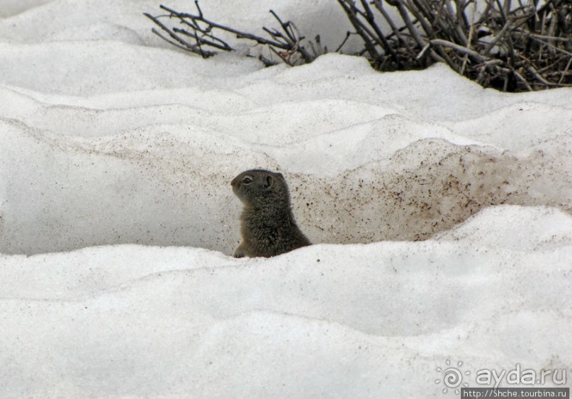 Jenny Lake в мае - лед и лоси на берегу