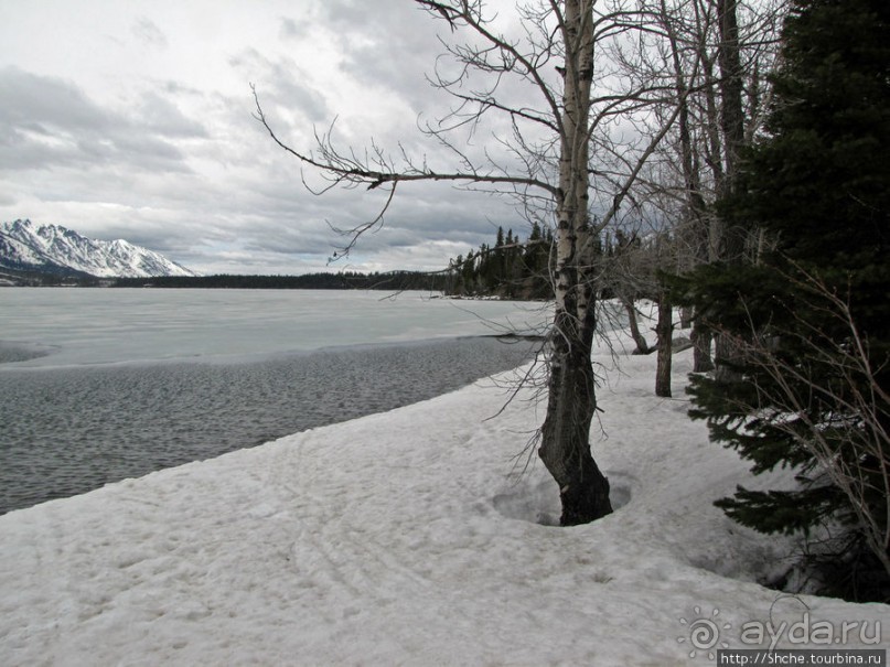 Jenny Lake в мае - лед и лоси на берегу
