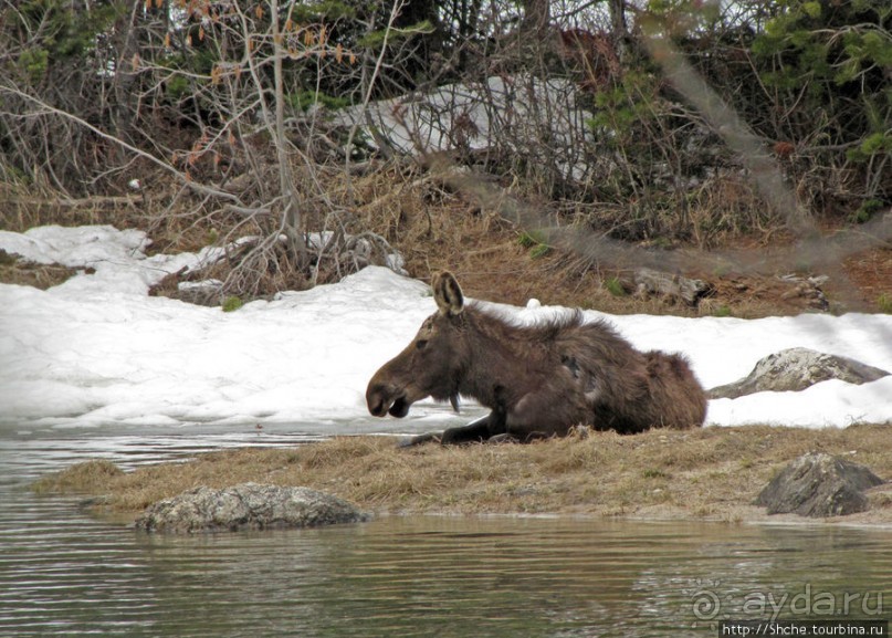 Jenny Lake в мае - лед и лоси на берегу