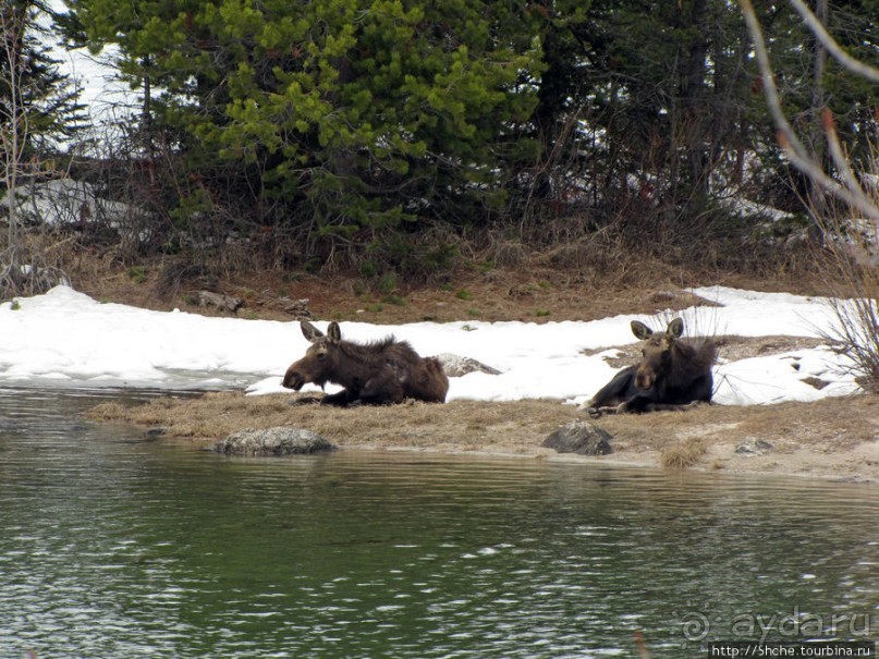 Jenny Lake в мае - лед и лоси на берегу