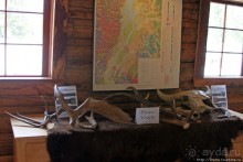 Jenny Lake в мае - лед и лоси на берегу