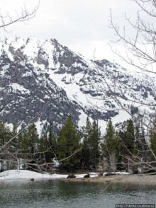Jenny Lake в мае - лед и лоси на берегу