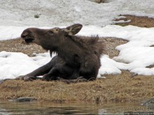 Jenny Lake в мае - лед и лоси на берегу