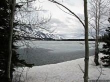 Jenny Lake в мае - лед и лоси на берегу