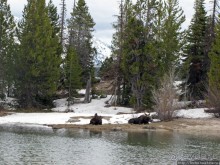 Jenny Lake в мае - лед и лоси на берегу