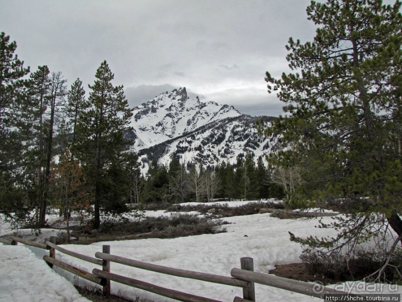 Jenny Lake в мае - лед и лоси на берегу