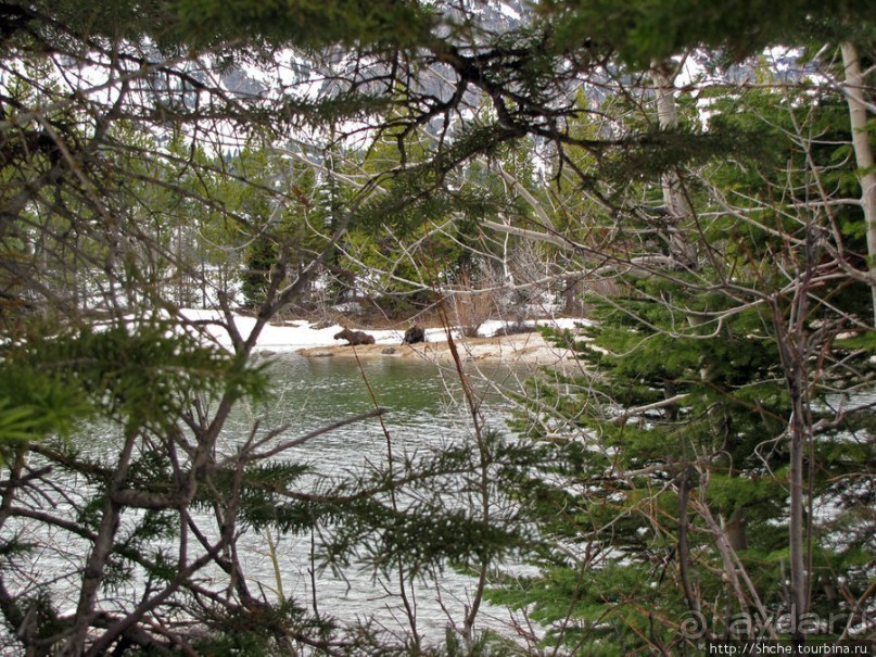 Jenny Lake в мае - лед и лоси на берегу