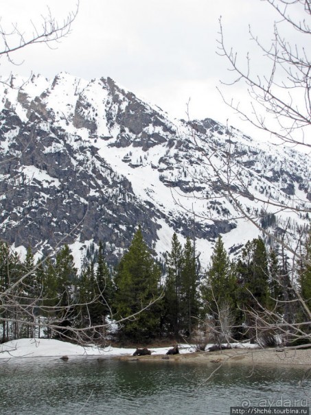 Jenny Lake в мае - лед и лоси на берегу