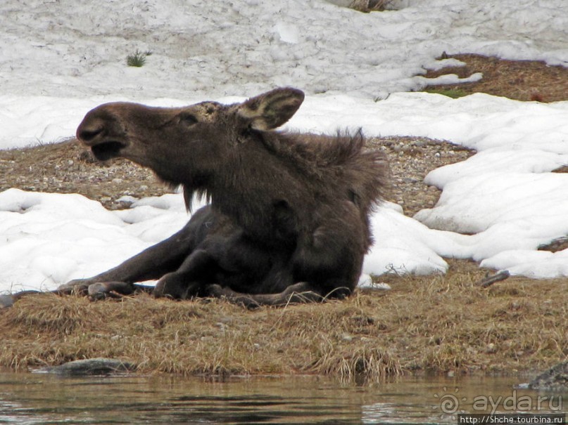 Jenny Lake в мае - лед и лоси на берегу