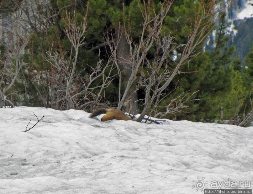 Jenny Lake в мае - лед и лоси на берегу