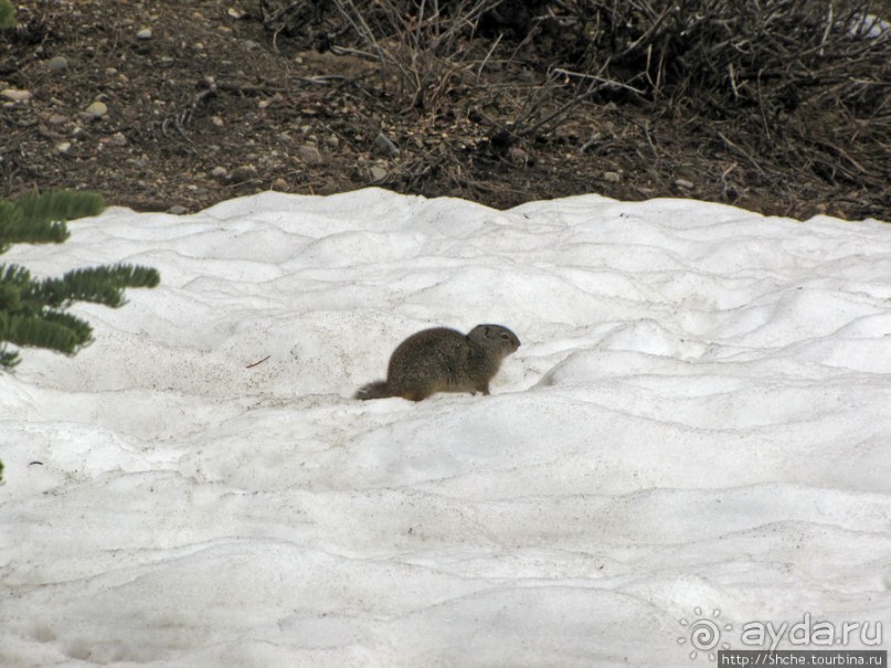 Jenny Lake в мае - лед и лоси на берегу