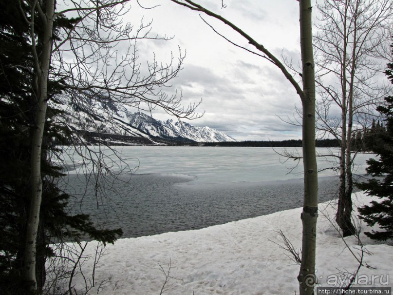 Jenny Lake в мае - лед и лоси на берегу