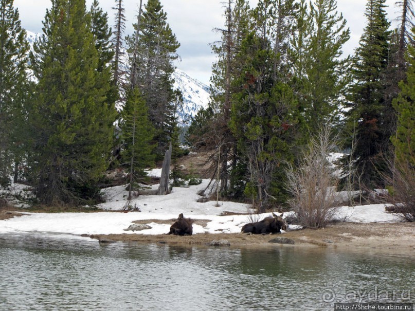 Jenny Lake в мае - лед и лоси на берегу