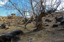 Мустанг. Обратная перемотка. Переход Царанг-Гами