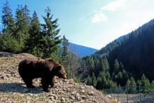 Пашка, Пашка — мишки, мишки