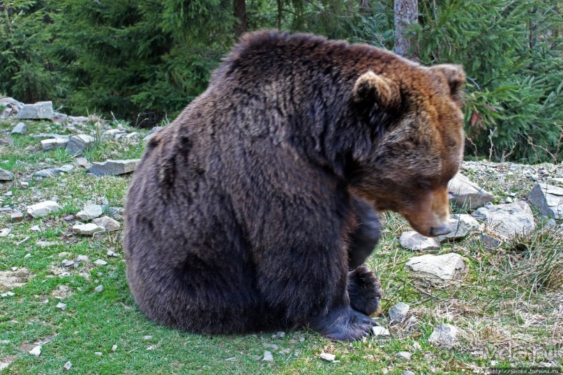 Пашка, Пашка — мишки, мишки