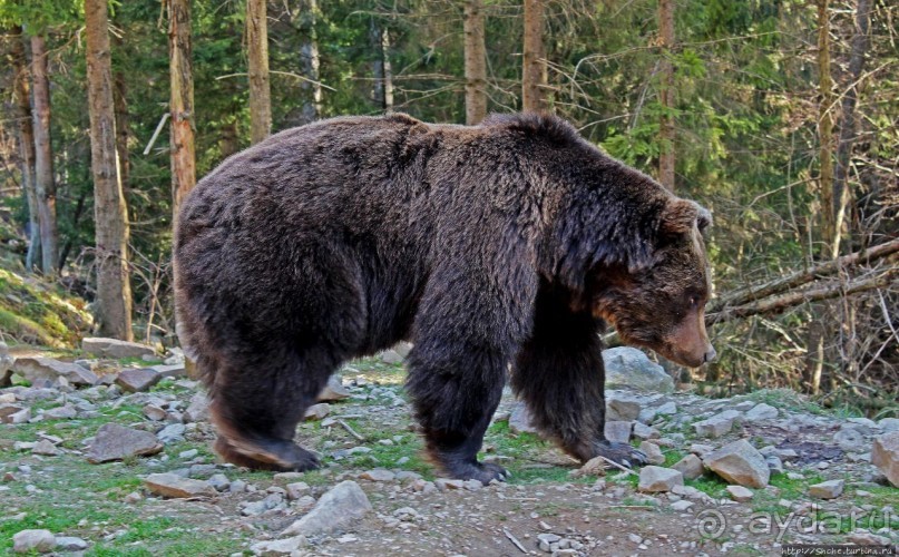 Пашка, Пашка — мишки, мишки