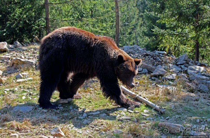 Пашка, Пашка — мишки, мишки