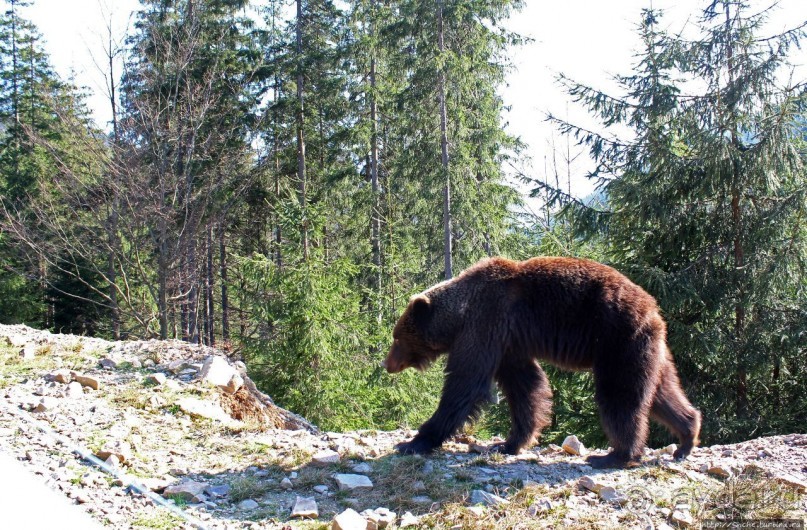 Пашка, Пашка — мишки, мишки