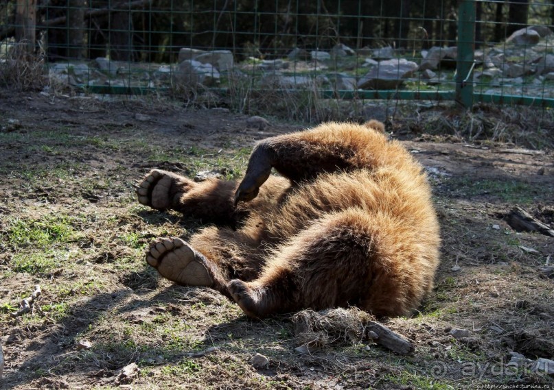 Пашка, Пашка — мишки, мишки