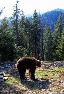 Пашка, Пашка — мишки, мишки