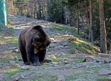 Пашка, Пашка — мишки, мишки