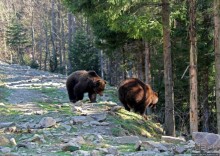 Пашка, Пашка — мишки, мишки