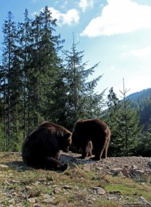 Пашка, Пашка — мишки, мишки