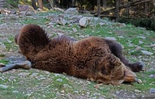 Пашка, Пашка — мишки, мишки