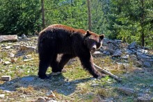 Пашка, Пашка — мишки, мишки