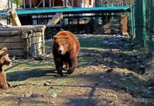 Пашка, Пашка — мишки, мишки
