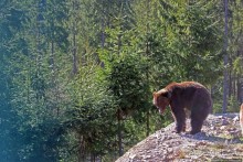 Пашка, Пашка — мишки, мишки